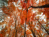 Fall Trees 18 Poster Print - Rachel Lee
