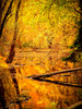 Fall Stream Poster Print - Rachel Lee