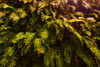 Fern Poster Print - Will Malone