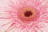 Gerbera Poster Print - Marie-anne Stas