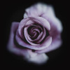 Flores 2 Poster Print - Studio SEA