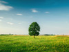 Trees 67 Poster Print - Rachel Lee