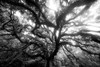 Dream Tree Monochrome Poster Print - Will Malone