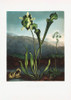 American Bog Plants from The Temple of Flora