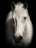 Equus 1 Poster Print - Studio SEA