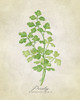 Parsley vintage Poster Print - Blursbyai Rosana Laiz