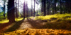 Trees 59 Poster Print - Rachel Lee