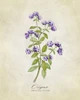 Oregano vintage Poster Print - Blursbyai Rosana Laiz