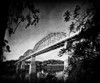 Afternoon Walnut BW Holga Poster Print - Rachel Lee