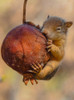 Squirrel Poster Print - amer