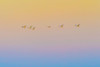 Sunset flying Poster Print - Rob Li