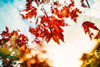 Autumn Leaves Poster Print - Will Malone