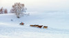 Racing on snow Poster Print - Hua Zhu