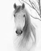 Facing Horse Poster Print - Carol Walker
