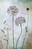 Allium Poster Print - Mandy Disher