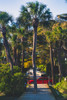 Camaro Palm Poster Print - Will Malone