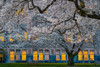 Morning at University of Washington Poster Print - Lydia Jacobs