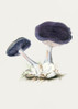 Vintage Violet Webcap Mushroom Poster Print - Pictufy