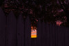 Backyard Sun 2 Poster Print - Will Malone