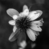 A New Flower Square BW Poster Print - Will Malone