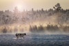 Reindeers - North of Russia Poster Print - Patrik Minar