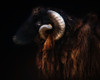 Ram portrait Poster Print - Buye Santiago Pascual