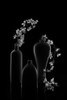 Elegant Prunus Cerasifera Poster Print - Lydia Jacobs