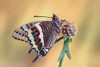 La mariposa del madroApo Poster Print - Jimmy Hoffman