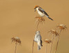 Woodchat Shrike Poster Print - Shlomo Waldmann