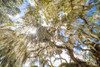 Spanish Moss 2 Poster Print - Will Malone