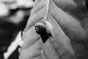 Yellow Branch Snail 3 Poster Print - Will Malone