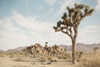 Joshua Tree 3 Poster Print - Studio SEA