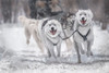 Winter sport Poster Print - Larry Deng