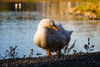 Duck of Lake Ella Poster Print - Will Malone