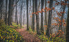 misty morning Poster Print - Guy Krier