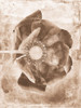 Sepia Flower Inversions 6 Poster Print - Studio SEA