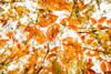 Fall Double 2 Poster Print - Will Malone
