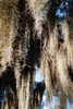 Spanish Moss 4 Poster Print - Will Malone