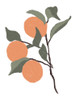 Stem Of Oranges Poster Print - Lucille Price