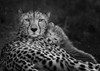 Peaceful moment Poster Print - Annie Poreider