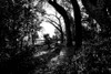 Bench Poster Print - Will Malone