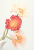 Poppies Poster Print - Kathrin Pienaar