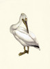 Bird IV on Cream Poster Print - Piddix