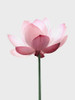Lotus Flower Poster Print - Kathrin Pienaar