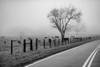 Cows in Fog Poster Print - Will Malone