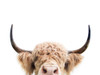 Peeking Cow Poster Print - Kathrin Pienaar
