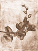 Sepia Flower Inversions 7 Poster Print - Studio SEA