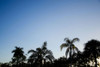 Palm Twilight Poster Print - Will Malone