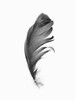 Feather Poster Print - Kathrin Pienaar