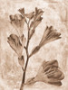 Sepia Flower Inversions 5 Poster Print - Studio SEA